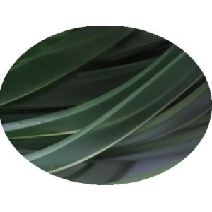 Cordon caoutchouc plat large vert olive-10mmx2.2mm